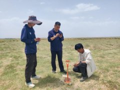 次要分布正在焉耆盆地、库拜盆地、阿克苏河沿